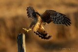 Northern Harrier landing