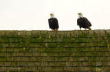 Eagle pair