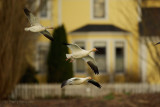 Snow geese house