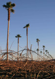 Palms from vines