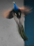 Peacock flight