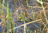 Rana ridibunda p Bornholm