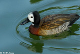 White-faced Whistling Duck DSC_8712