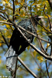 Common Koel DSC_9755