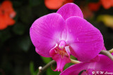 Orchid DSC_3155