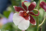 Orchid DSC_3405