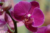 Orchid  DSC_3429