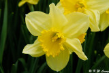 Narcissus DSC_3310