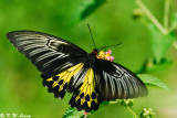 Troides helena DSC_0324