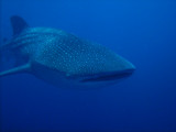Whale_Shark-1.jpg