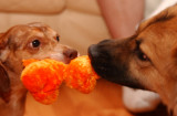 Pickle and Aiko playing tug