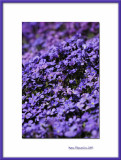 Violet flower bank, Bernay