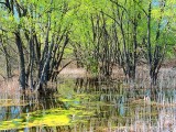 Spring Swamp DSCF01860