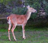 Austin Deer 20061109