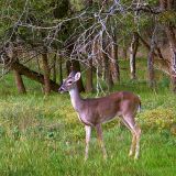 Austin Deer 43843