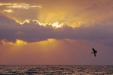 Mustang Island Sunrise 20061127