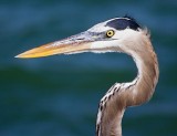 Heron Head 44926