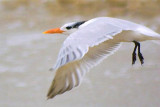 Royal Tern In Flight 45654B