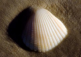 Seashell 45682