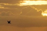 High-Flying Pelican