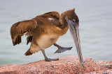 Doing The Pelican Stomp 20061210