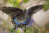 Black Butterfly 46455