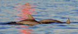 Two Dolphins 46735