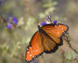 Butterfly 46544