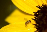 Bee Fly 46971