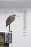 Heron In Fog 46184