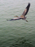 Heron In Flight 46245