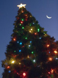 Christmas Tree 20061217