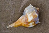 Seashell 45996