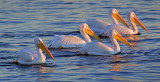 White Pelicans 48211