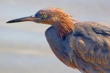 Reddish Egret 20070101