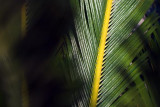 Palm Frond 20070104