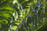 Palm Fronds 49179