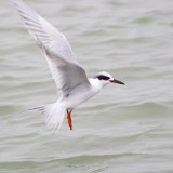 Tern Hovering 49341