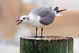 Loud-Mouthed Gull 49349