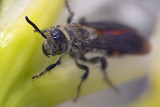 Bug On A Flower 49651