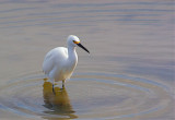 Goose Island Egret 49847