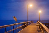 Heron On A Pier 50176