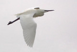 Egret In Flight 20070116
