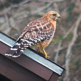 Hawk On A Roof 51116