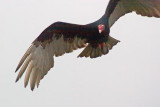Turkey Vulture 51179