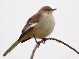 Northern Mockingbird 50941