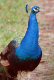 Peacock 51275