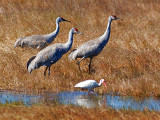 Sandhill Cranes & White Ibis 51725