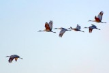 Sandhill Cranes In Flight 51907