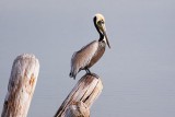 Pelican & Pilings 51892